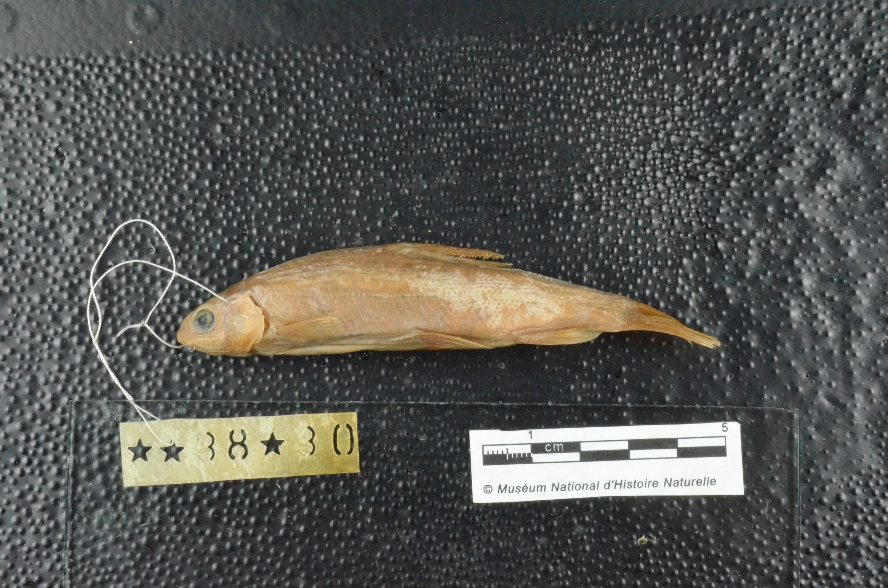 (Varicorhinus Rüppell, 1835) Род ХРАМУЛИ 37 видов